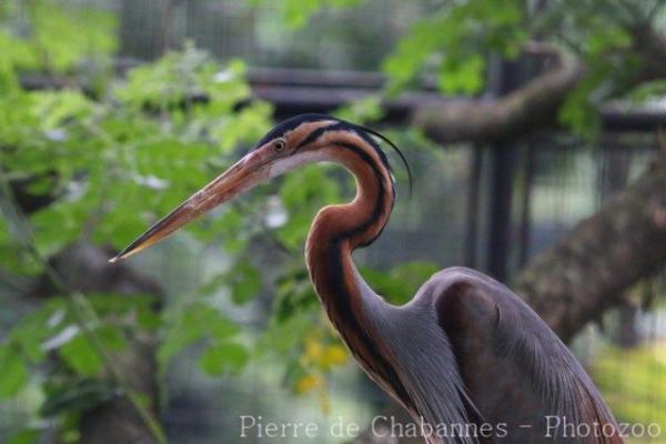 Asian purple heron