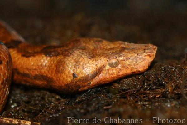 Pacific ground boa