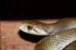 Reddish rat snake