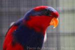 Red-and-blue lory