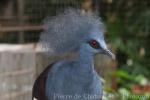 Western crowned-pigeon