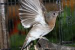 Philippine bulbul