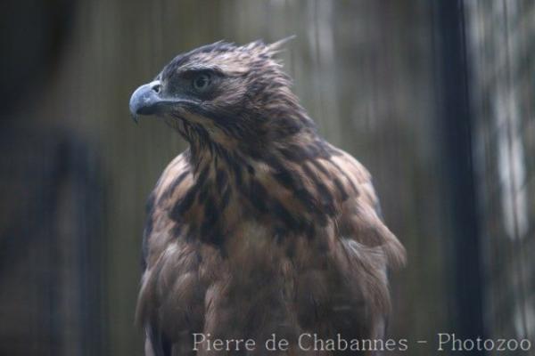 North Philippine hawk-eagle