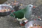 Cream-bellied fruit-dove