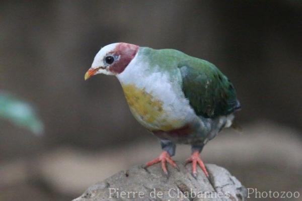 Yellow-breasted Fruit-dove