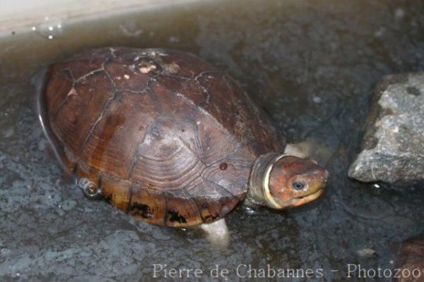 Philippine pond turtle