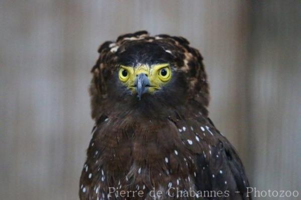 Philippine serpent-eagle