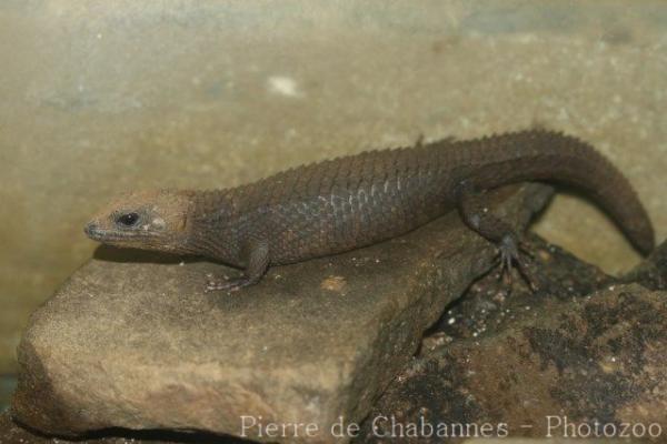 Gray's keeled skink