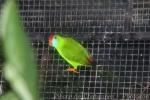 Philippine hanging-parrot