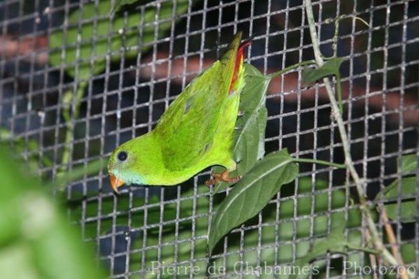 Philippine hanging-parrot