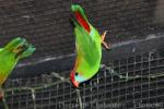 Philippine hanging-parrot