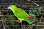 Philippine hanging-parrot