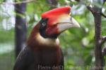 Southern rufous hornbill