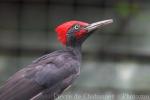 White-bellied woodpecker