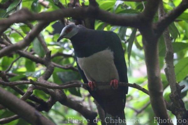 Pink-bellied imperial-pigeon