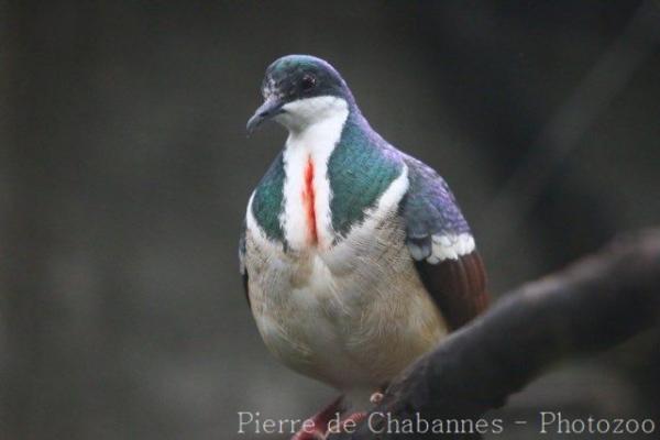 Negros bleeding-heart