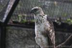 South Philippine hawk-eagle