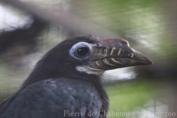 Visayan hornbill