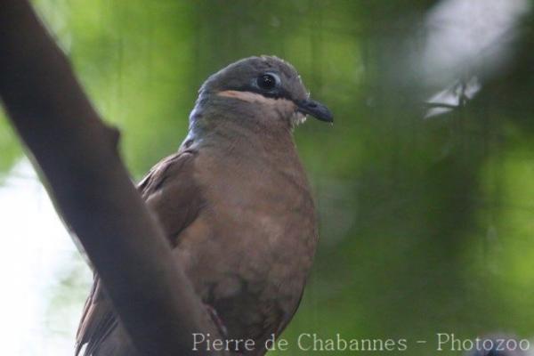 Buff-eared brown-dove