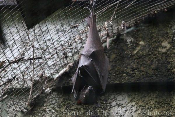 Large flying-fox