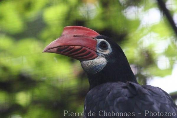 Rufous-headed hornbill