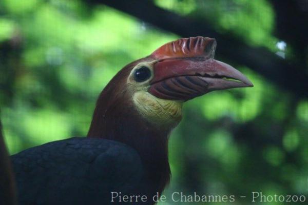 Rufous-headed hornbill