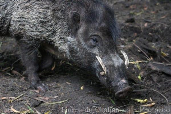 Visayan warty pig