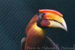 Southern rufous hornbill