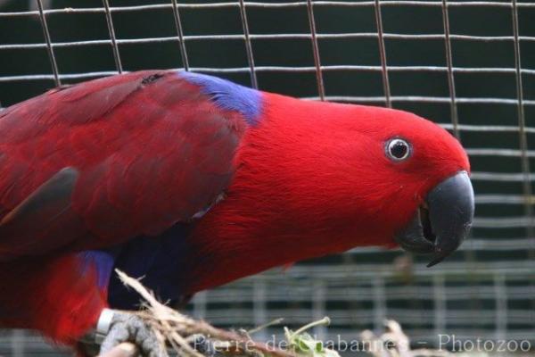 Eclectus parrot