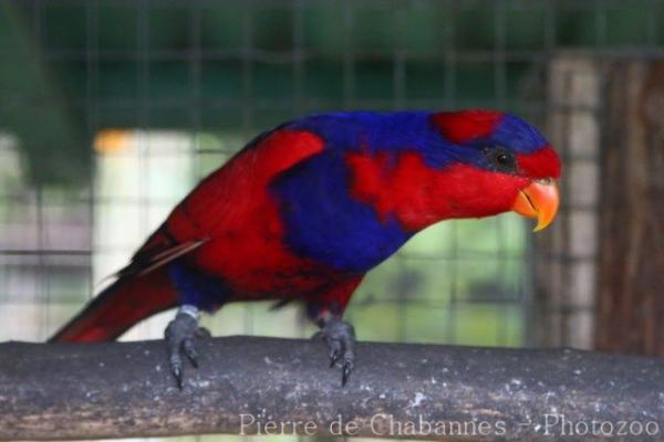 Red-and-blue lory