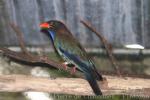 Oriental dollarbird