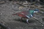 Negros bleeding-heart