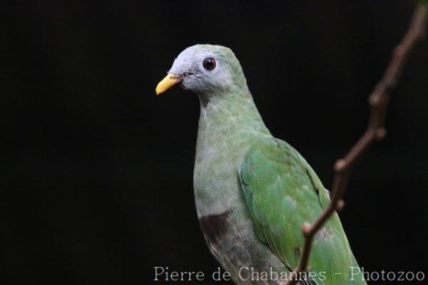 Black-chinned fruit-dove