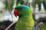 Blue-naped parrot