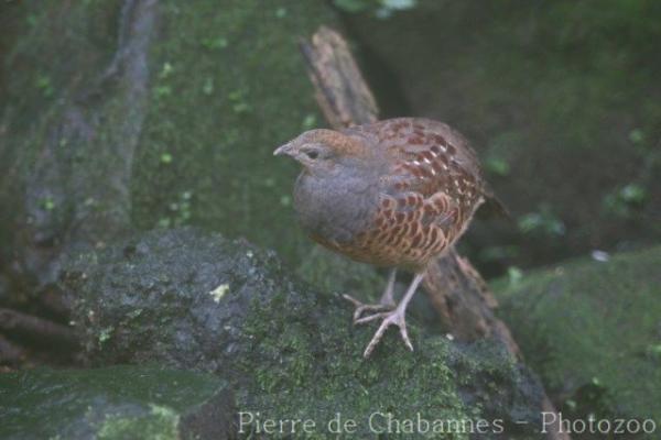 Taiwan bamboo-partridge