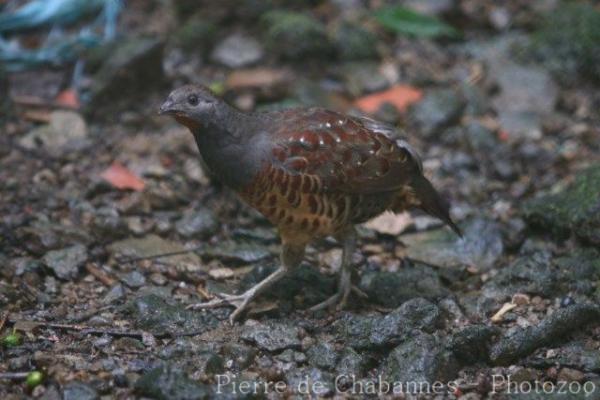 Taiwan bamboo-partridge