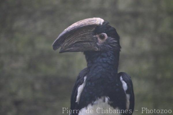 Trumpeter hornbill