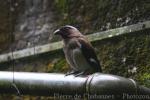 Grey treepie