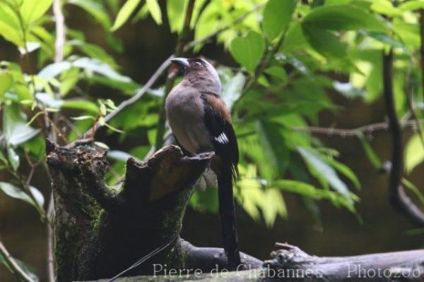 Grey treepie