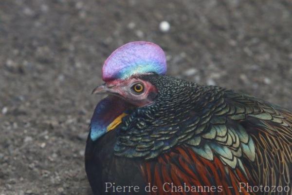 Green junglefowl