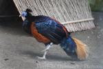 Bornean crested fireback