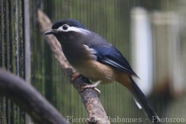 White-eared sibia