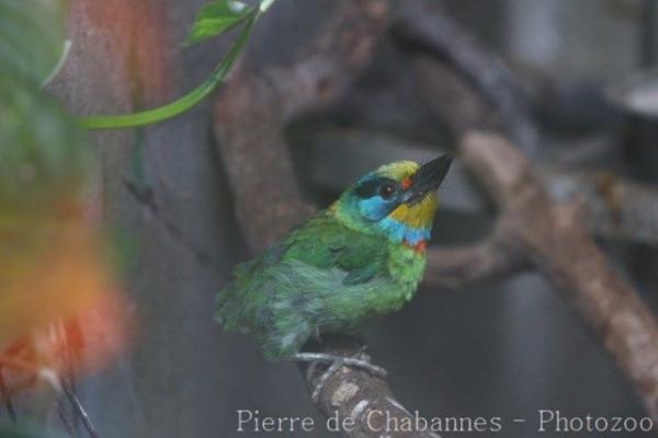 Taiwan barbet