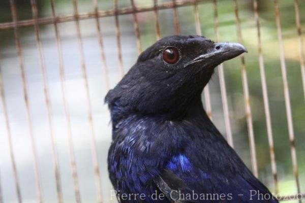 Taiwan whistling-thrush