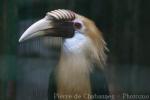 Papuan hornbill