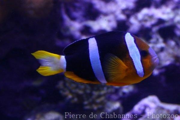 Yellowtail clownfish