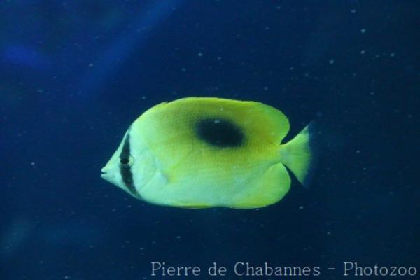 Mirror butterflyfish