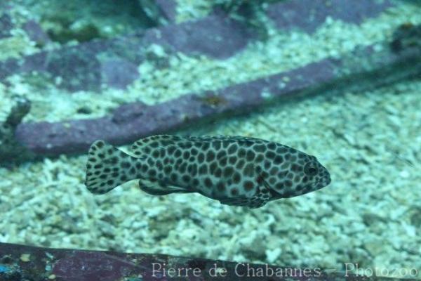 Longfin grouper