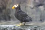 Tufted puffin