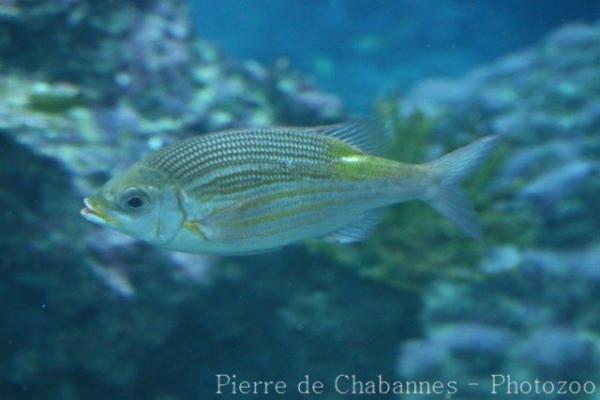 Striped large-eye bream